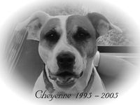 Cheyenne 1995- 2005