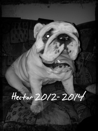 Hector 2012-2014